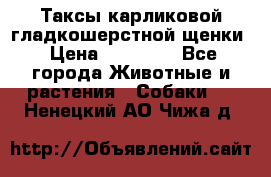 Таксы карликовой гладкошерстной щенки › Цена ­ 20 000 - Все города Животные и растения » Собаки   . Ненецкий АО,Чижа д.